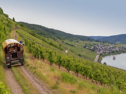 hiking-moselsteig-vineyars-burg-moselleriver hiking tour Moselsteig between Burg and Reil