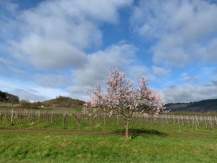 blossom-colourful-monastery-wolf Flowering season in Wolf