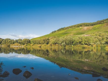 moselle-riverside-vineyard-view-reil Moselle riverside in Reil