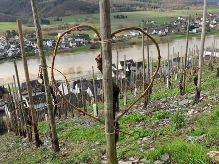 grape-vine-heart-vineyard-kinheim Heart shape grape vine in the vineyard in Kinheim