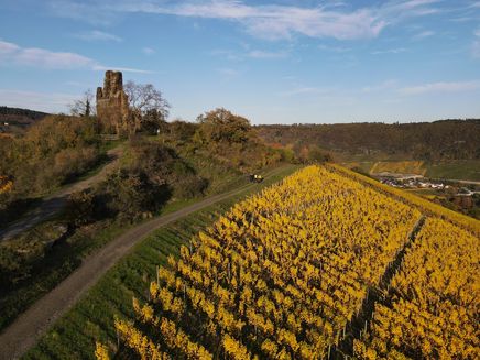 wolf-ruin-monastery-autumn.vineyards-colour Vineyards next to the monastery in Wolf