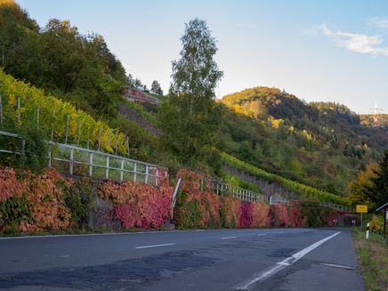 blossom-moselsteig-reiler-hals-reil Stage of the Moselsteig in Reil direction