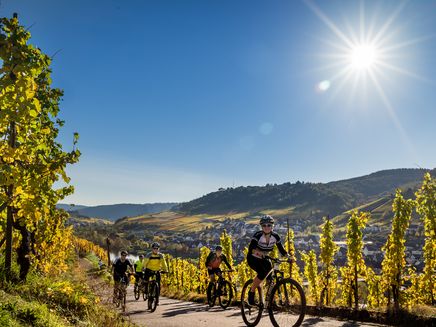 sun-mountainbiker-group-vineyards-autumn-reil Mountainbiker in the vineyards of Reil