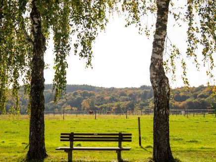 romantic-bench-trees-willwerscheid Romantic bench between the trees Willwerscheid