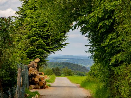 woods-eifel-quite Small path through the woods in the Eifel