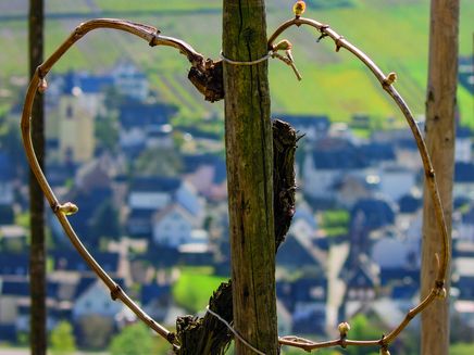heart-shape-vine-grape-kinheim-vineyard Heart shape grapevine in the vineyard