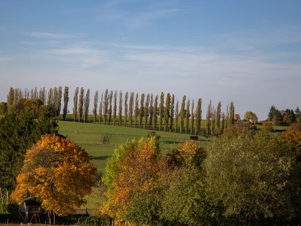 row-trees-hontheim Row of trees in Hontheim