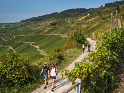 hiking-vineyard-kröv Hiking through the vineyards of Kröv