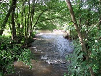 alfbach-wood-stream-bausendorf Alfbach stream in Bausendorf