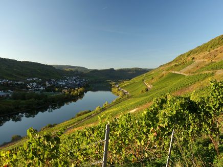evening-mood-vineyards-reil-colourful Evening mood over Reil